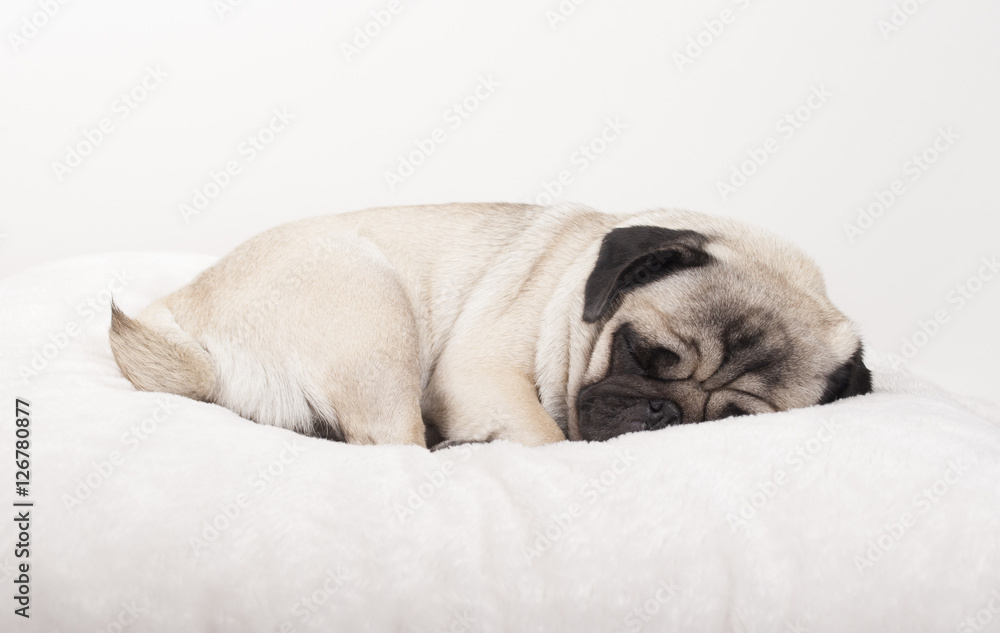 adorable cute pug puppy sleeping on pluche blanket