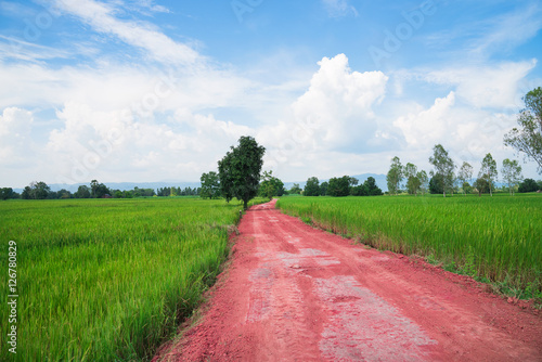 The red road, through the middle of the rice fields. photo