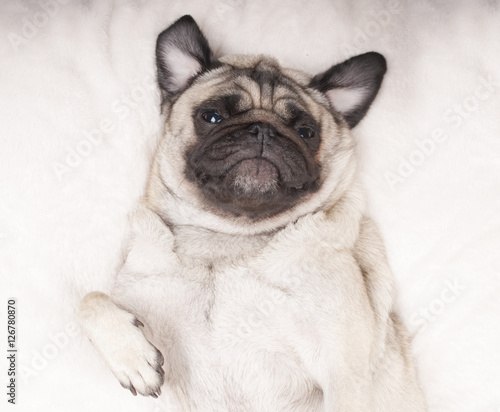 Foto cute pug dog puppy taking selfie while lying on bed