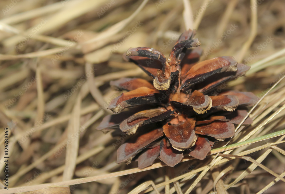 brown pine cone in the forest