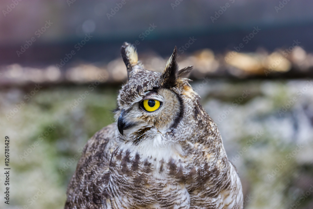 Obraz premium The great horned owl, also known as the tiger owl or the hoot owl, is a large owl native to the Americas. It is an extremely adaptable bird with a vast range and is a common true owl in the Americas