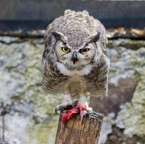 The great horned owl, also known as the tiger owl or the hoot owl, is a large owl native to the Americas. It is an extremely adaptable bird with a vast range and is a common  true owl in the Americas