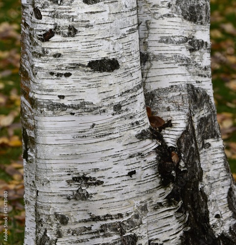 Quadro su tela tronc de peuplier