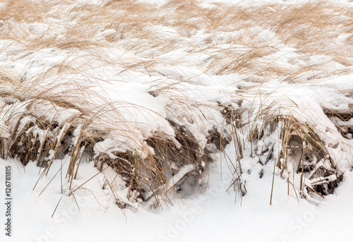 Slender sedge at a flood meadow covered by snow photo