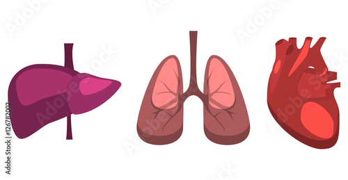 Human internal organs vector liver, lungs, heart medicine anatomy.