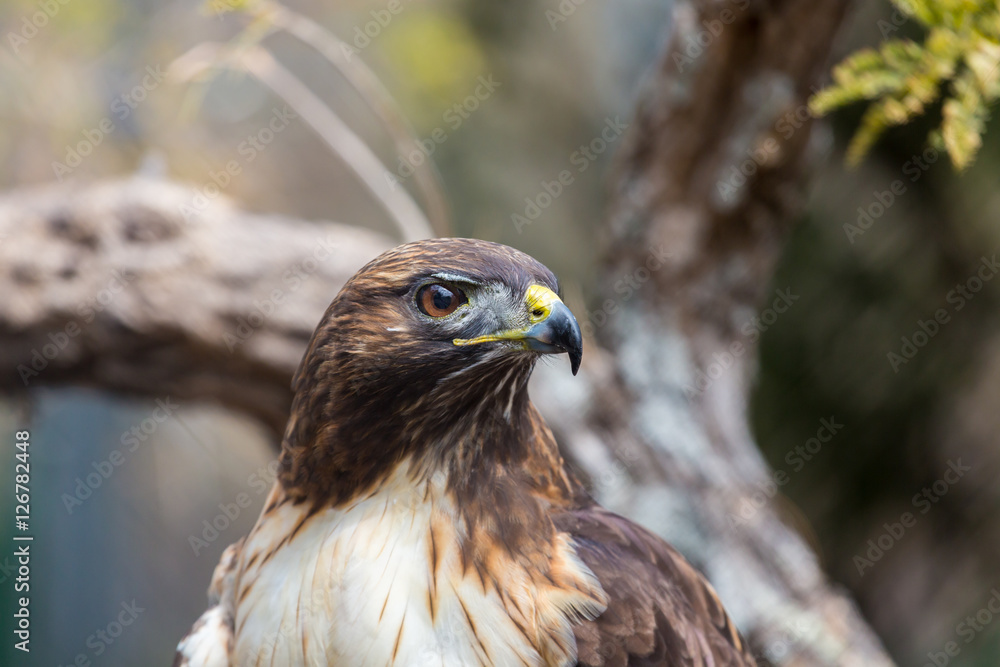 The redtailed hawk is a bird of prey, one of three species
