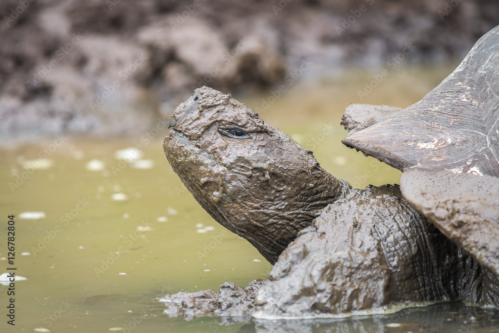 Fototapeta premium Close up of giant turtle covered with mod in El Chato Tortoise Reserve, Gallapagos Island, Ecuador