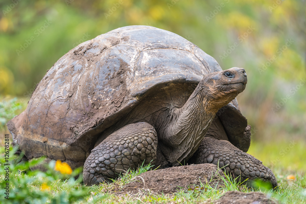 Fototapeta premium Galapagos giant turtle in El Chato Tortoise Reserve, Galapagos Island, Ecuador