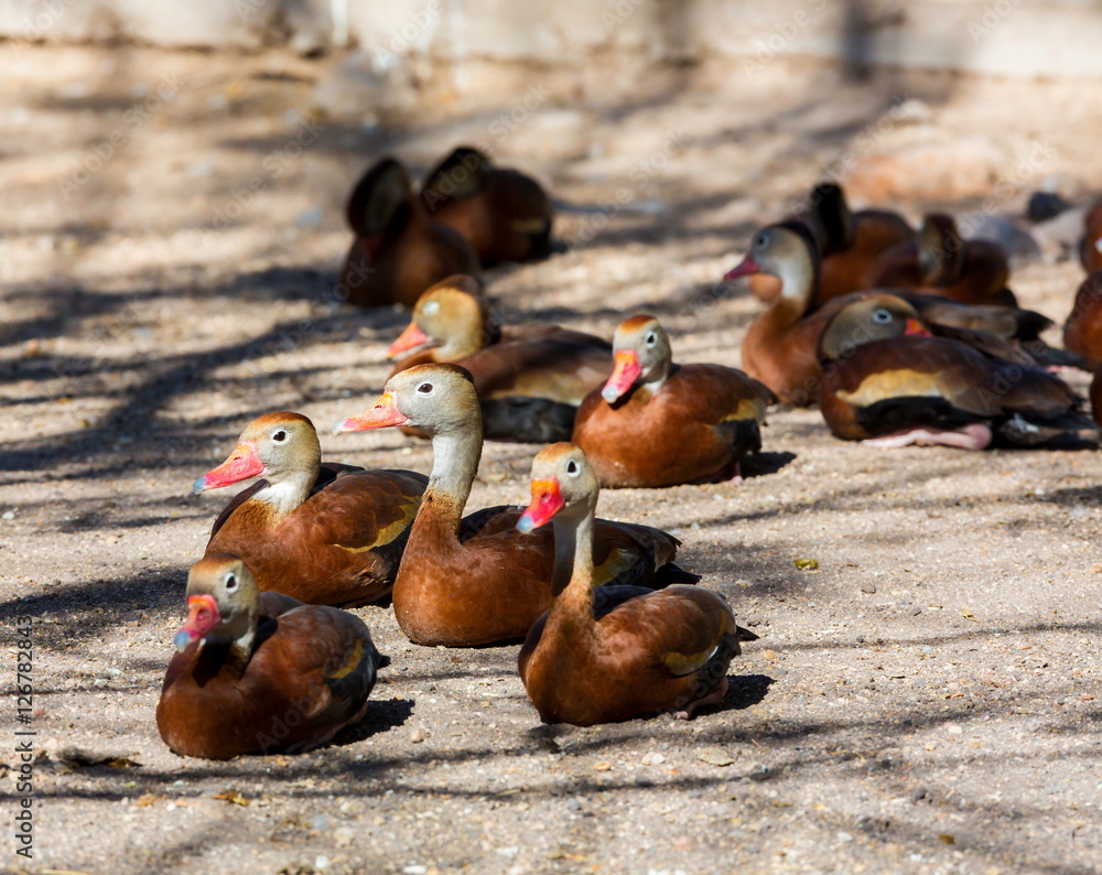 Fototapeta premium The whistling ducks or tree ducks are a subfamily, of the duck, goose and swan family of birds. They are not true ducks.
