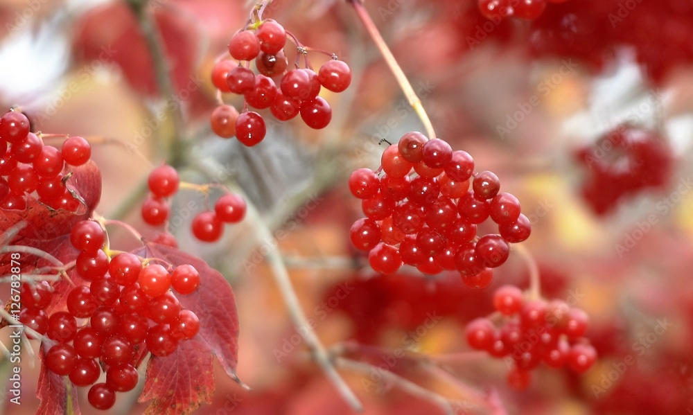 Baies Rouges Autumn baies rouges Stock 写真 | Adobe Stock