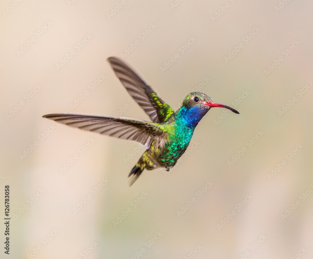 Fototapeta premium Broad Billed Hummingbird. Using different backgrounds the bird becomes more interesting and blends with the colors. These birds are native to Mexico and brighten up most gardens where flowers bloom.