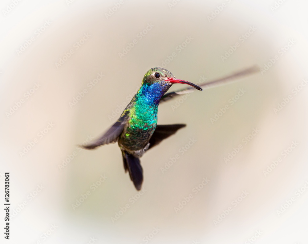 Fototapeta premium Broad Billed Hummingbird. Using different backgrounds the bird becomes more interesting and blends with the colors. These birds are native to Mexico and brighten up most gardens where flowers bloom.