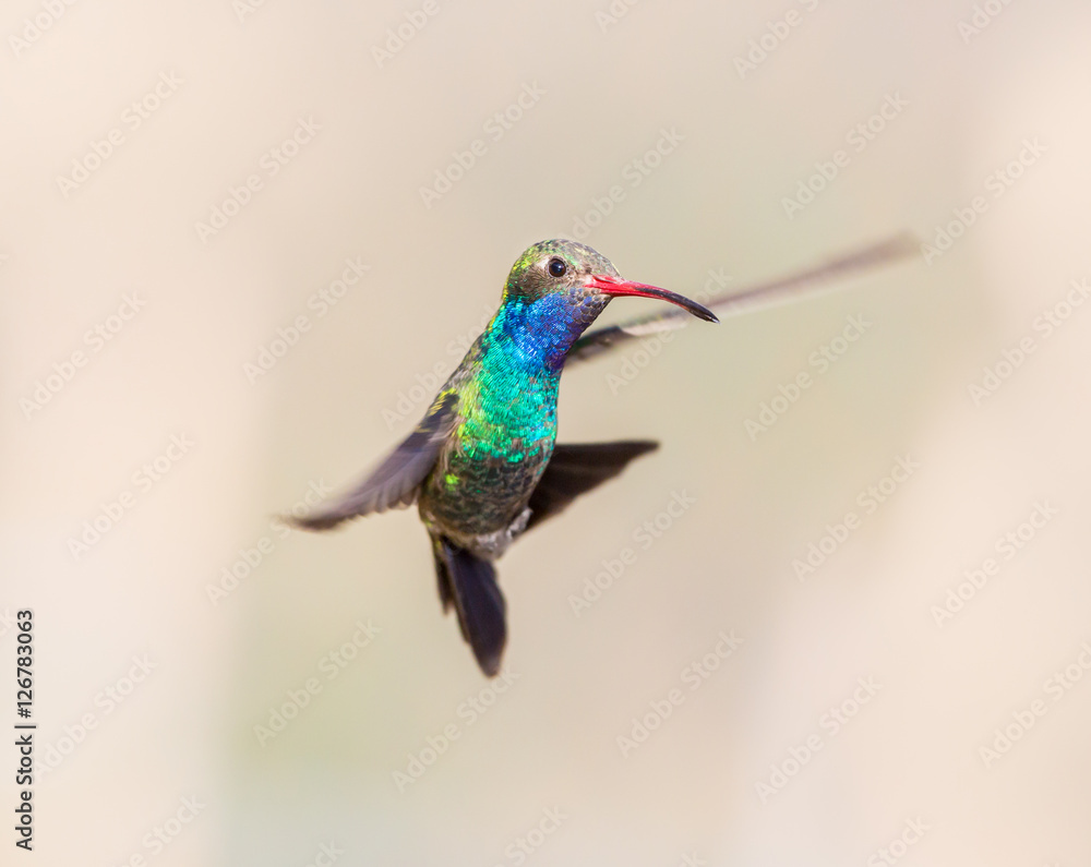 Fototapeta premium Broad Billed Hummingbird. Using different backgrounds the bird becomes more interesting and blends with the colors. These birds are native to Mexico and brighten up most gardens where flowers bloom.