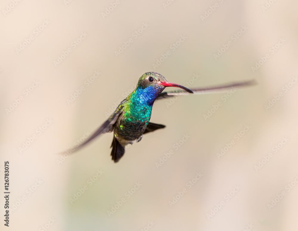 Fototapeta premium Broad Billed Hummingbird. Using different backgrounds the bird becomes more interesting and blends with the colors. These birds are native to Mexico and brighten up most gardens where flowers bloom.