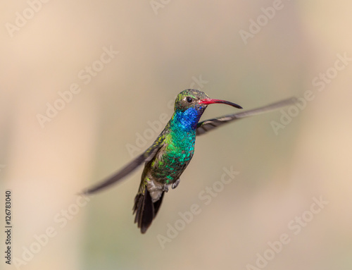 Broad Billed Hummingbird. Using different backgrounds the bird becomes more interesting and blends with the colors. These birds are native to Mexico and brighten up most gardens where flowers bloom.