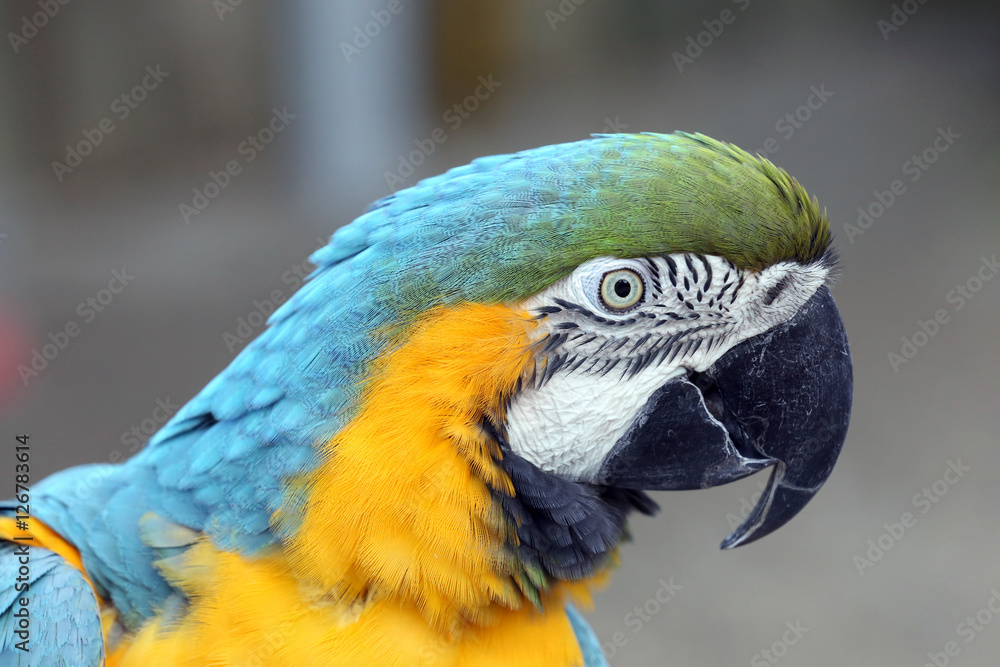 Fototapeta premium Macaw