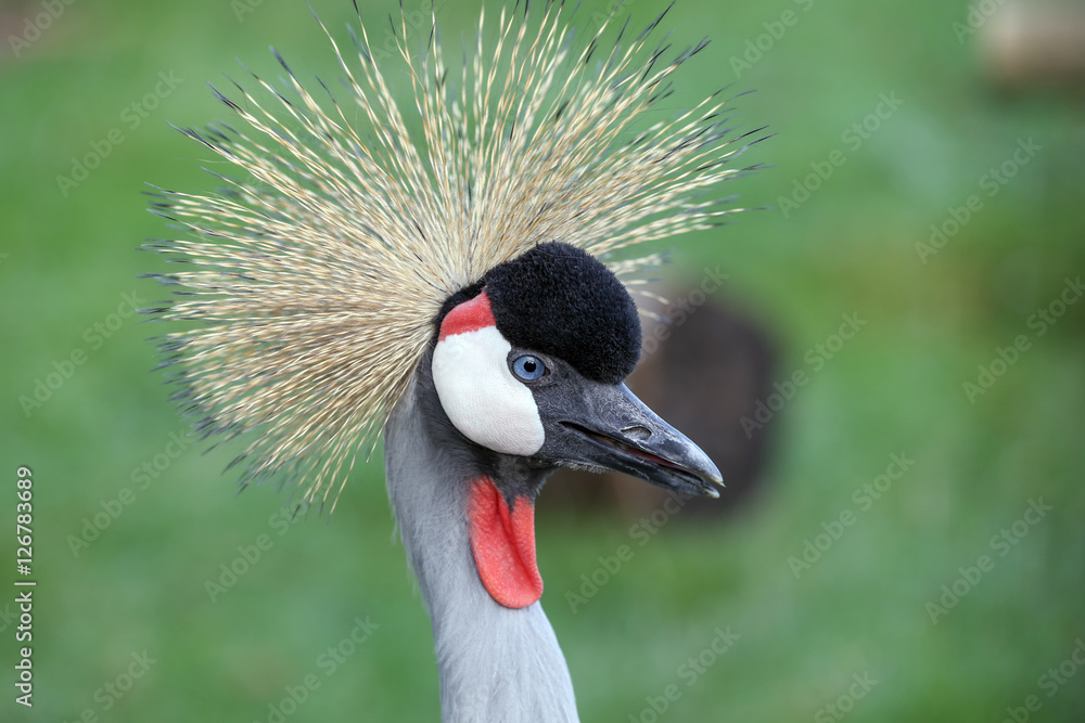 Fototapeta premium Crowned Crane