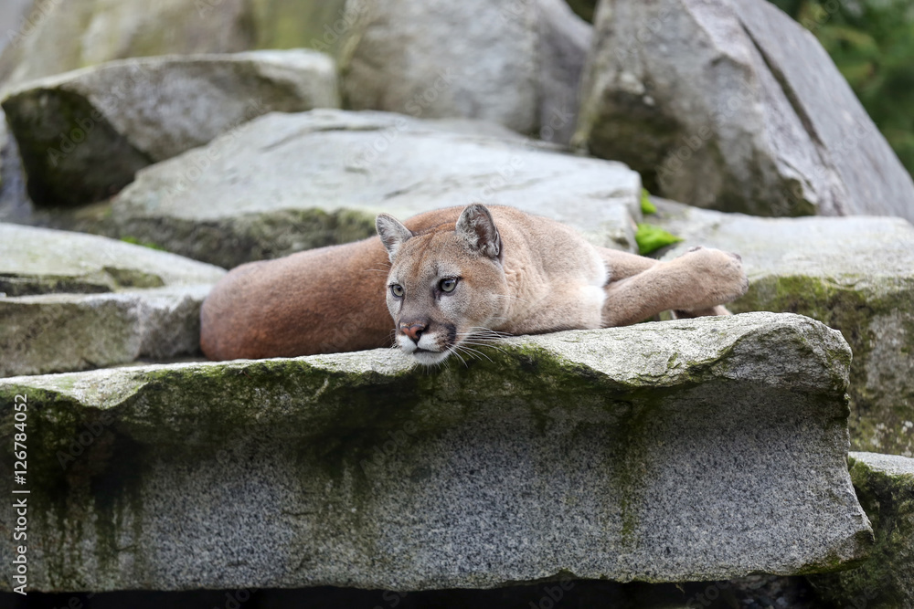 Naklejka premium Puma