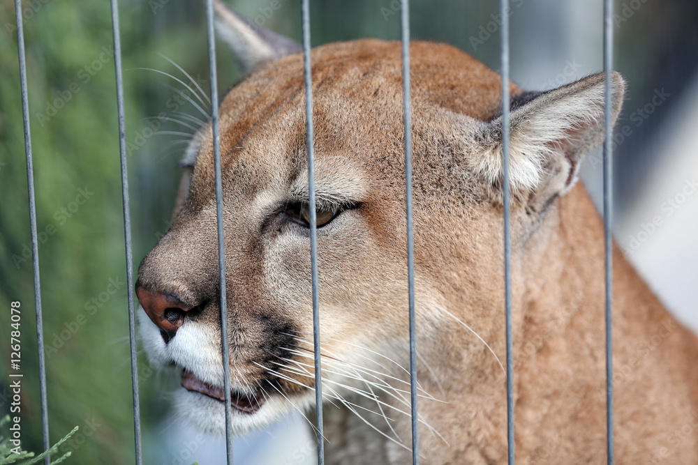 Naklejka premium Puma