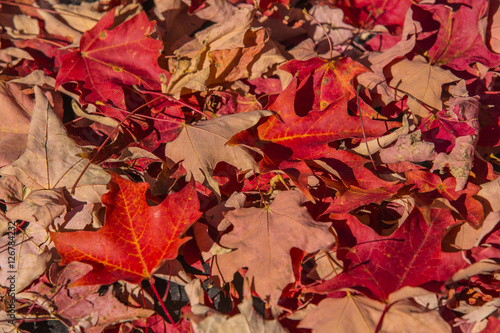 Autmun leaves covering ground