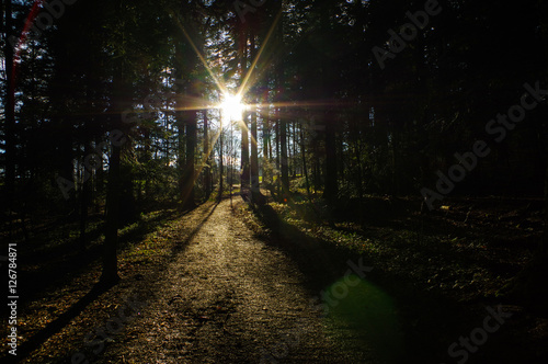Dark green forest with a path between trees at sunrise.