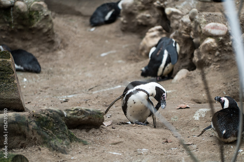 Penguin scratching its face in the zoo