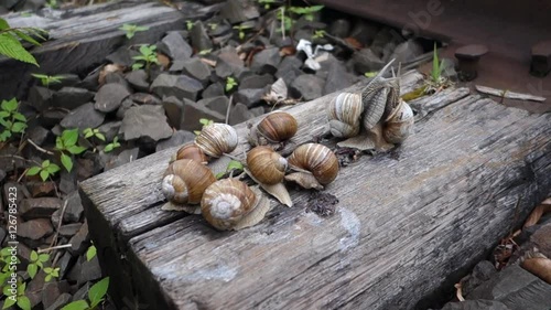 The colony of snails photo