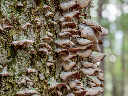 Tree Fungus - East Coast Canada