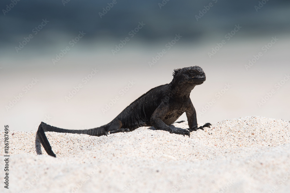 Naklejka premium Galápagos marine iguana