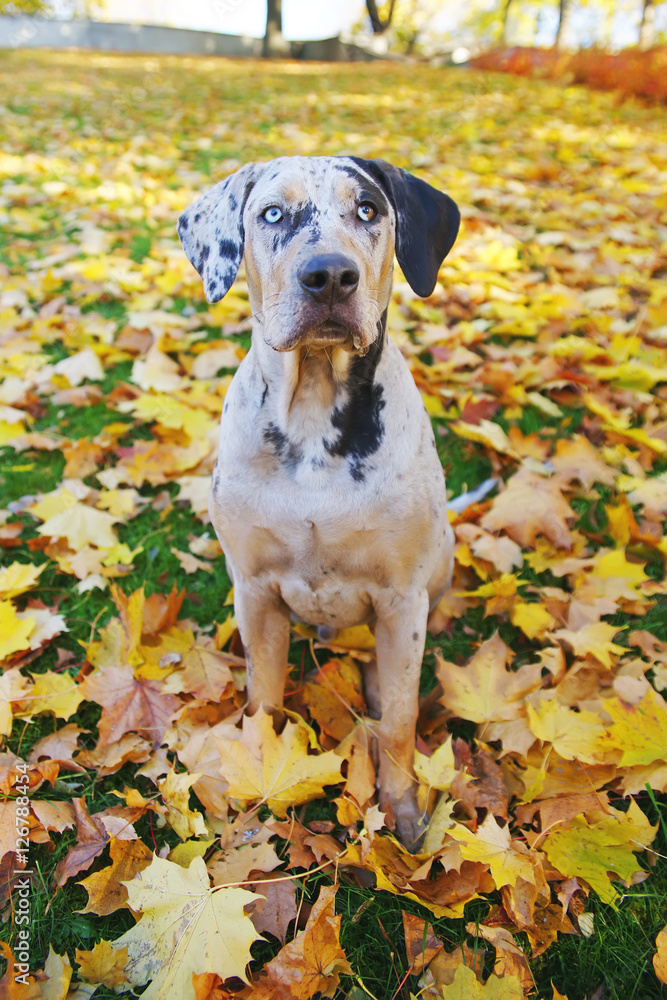Young Louisiana Catahoula Leopard dog sitting in autumn park around fallen maple leaves Young Louisiana Catahoula Leopard dog sitting in autumn park around fallen maple leaves