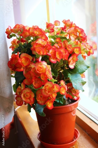 begonia