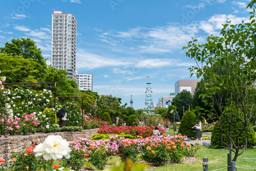 札幌大通公園　バラ