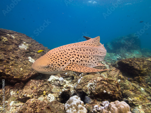 Leopard shark in the shallows