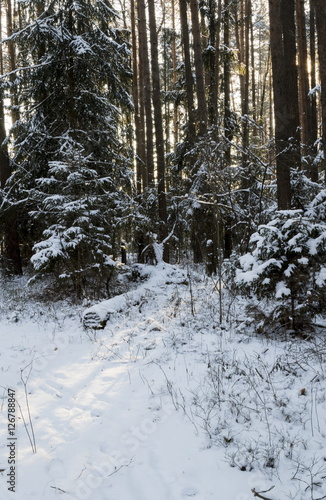 Winter forest, the trees covered with snow in the winter wood