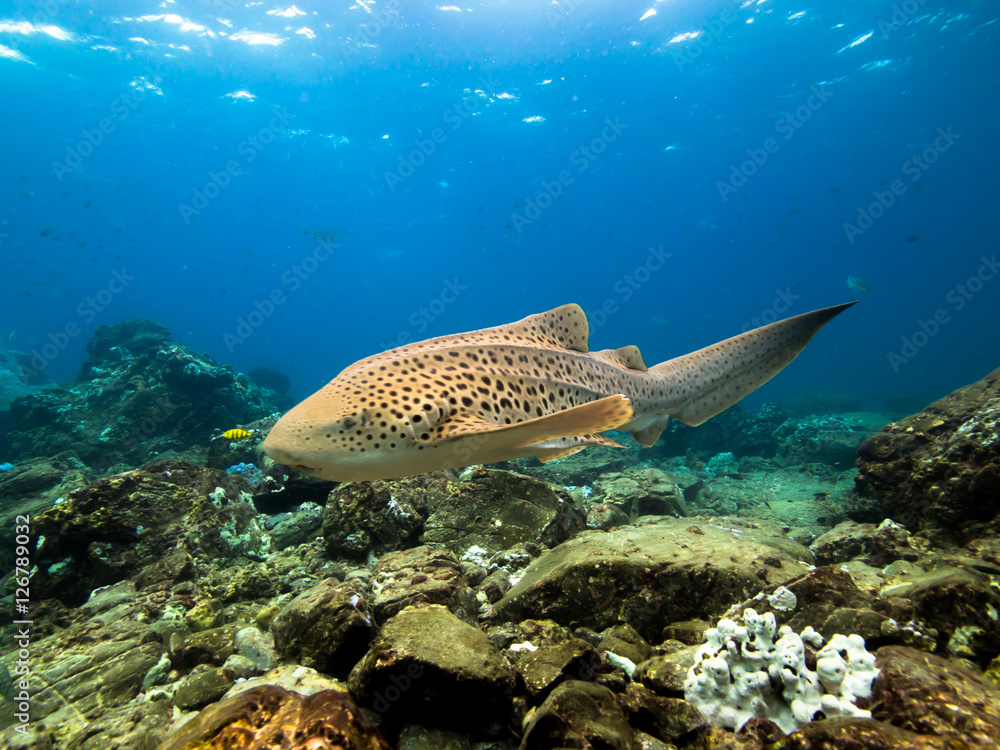 Leopard shark in the shallows Leopard shark in the shallows