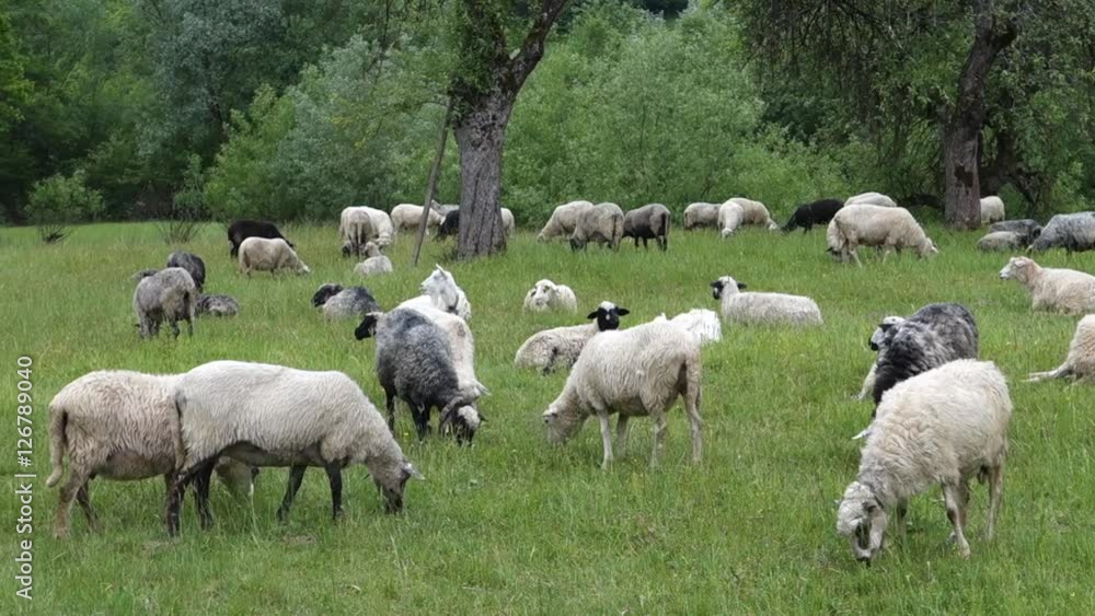 Sheep graze the grass. Transcarpathia Sheep graze the grass. Transcarpathia