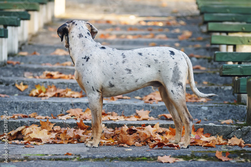 Young Louisiana Catahoula Leopard dog staying on the stairs at autumn park