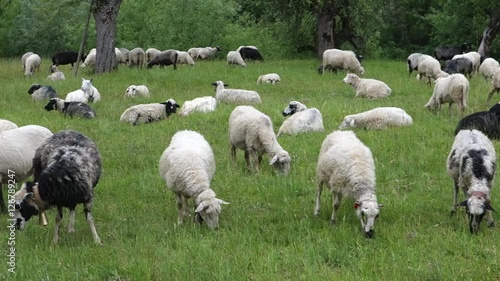 Sheep graze the grass. Transcarpathia