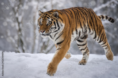 Tiger Snow Run © Andreas Krappweis