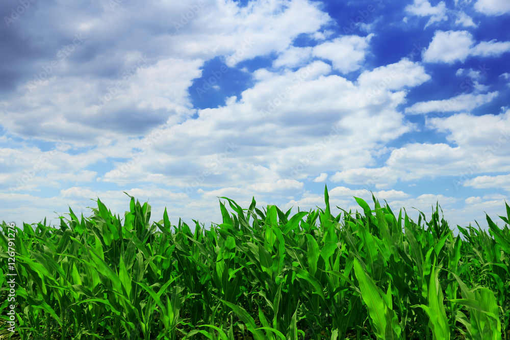 Cornfield with Clouds on Bright Summer Day