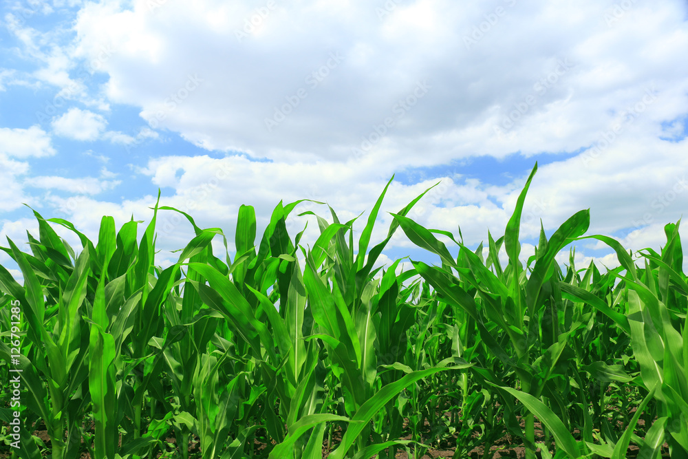 Cornfield with Clouds on Bright Summer Day Cornfield with Clouds on Bright Summer Day