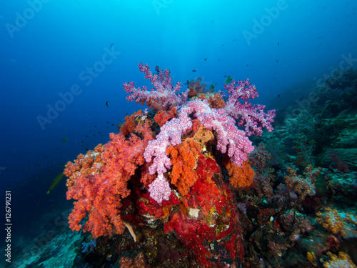 Red and purple soft corals on a coral reef with blue water in the background