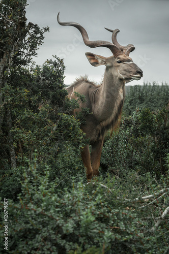 Kudu (ID: 126791807)
