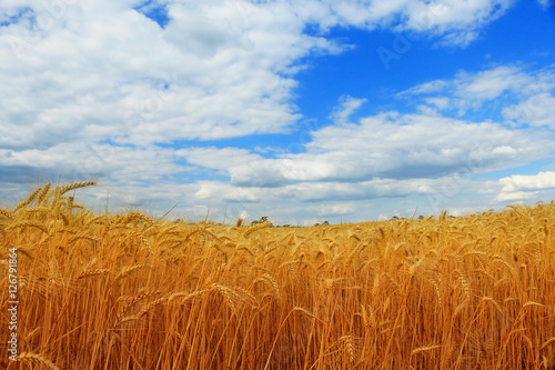 Wheat field against a blue sky