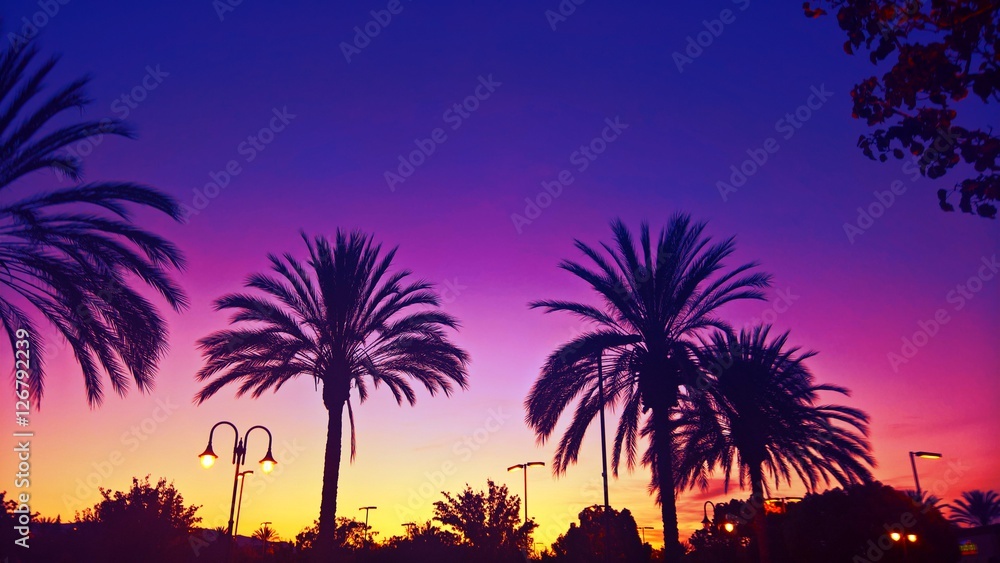 California Palm Tree Sunset 