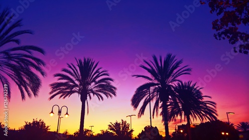 Fototapeta Naklejka Na Ścianę i Meble -  California Palm Tree Sunset 