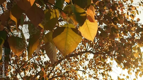Wind blowing Golden Pho leaf or Bodhi tree leaves, heart shaped leaf in sunshine morning. Bodhi trees is planted close proximity to Buddhist monastery.