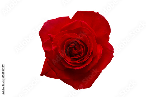 isolated red rose on white background