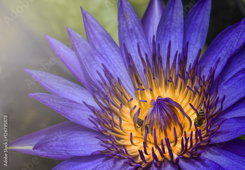 Lotus flower in purple