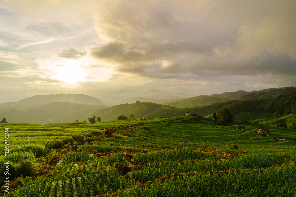 Naklejka premium Pole ryżowe Green Tarraces w Pa Pong Pieng, Chiang Mai, Tajlandia